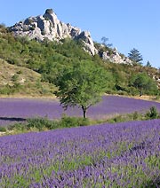 au pays de Buis chambres d'hôtes de charme en Drome (Provence) 3 epis "Le Jas" à Eygaliers - pays de Buis