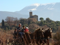 Attelage équestre en Drôme