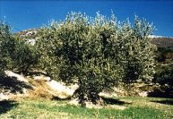 chambres d'htes de charme en Drome (Provence) 3 epis "Le Jas"  Eygaliers - pays de Buis